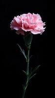 Carnation isolated on black background photo