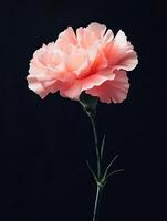 Carnation isolated on black background photo