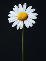 Daisy isolated on black background photo