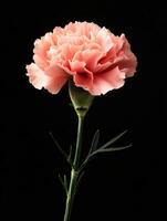 Carnation isolated on black background photo