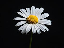 Daisy isolated on black background photo