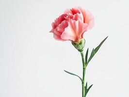 Carnation isolated on white background photo