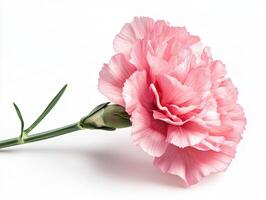 Carnation isolated on white background photo