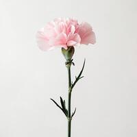 Carnation isolated on white background photo