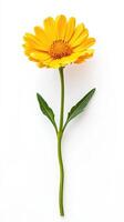 Marigold isolated on white background photo