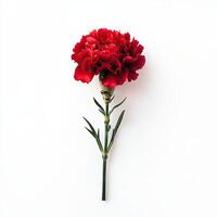 Carnation isolated on white background photo