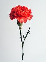Carnation isolated on white background photo