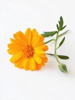 Marigold isolated on white background photo