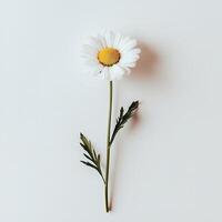 Daisy isolated on white background photo