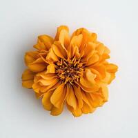 Marigold isolated on white background photo