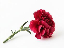 Carnation isolated on white background photo