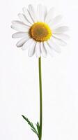 Daisy isolated on white background photo