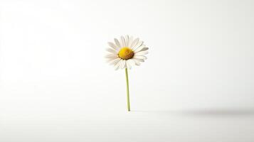 Daisy isolated on white background photo