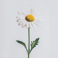 Daisy isolated on white background photo