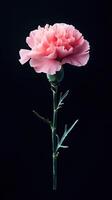 Carnation isolated on black background photo