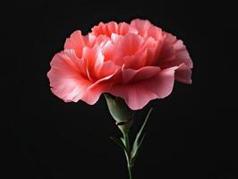 Carnation isolated on black background photo