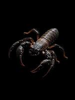 Scorpion isolated on black background photo