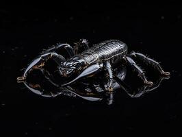Scorpion isolated on black background photo