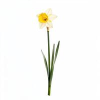Daffodil isolated on white background photo
