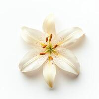 Orchid isolated on white background photo