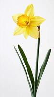 Daffodil isolated on white background photo
