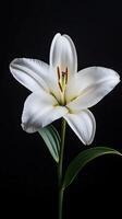Lily isolated on black background photo