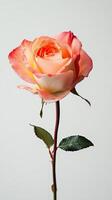 Rose isolated on white background photo