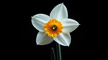 Daffodil isolated on black background photo