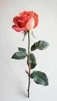Rose isolated on white background photo