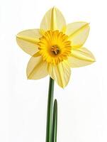 Daffodil isolated on white background photo