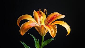 Lily isolated on black background photo