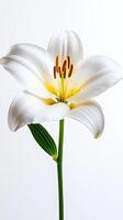 Orchid isolated on white background photo