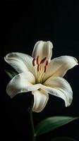 Lily isolated on black background photo