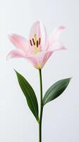 Orchid isolated on white background photo