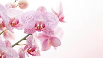Lily isolated on white background photo