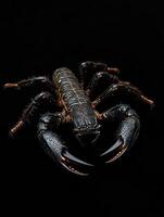 Scorpion isolated on black background photo