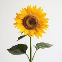 Sunflower isolated on white background photo