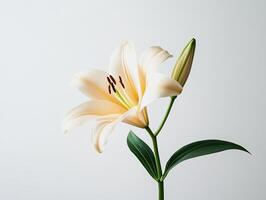 Orchid isolated on white background photo