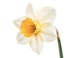 Daffodil isolated on white background photo