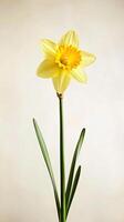 Daffodil isolated on white background photo