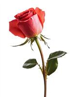 Rose isolated on white background photo