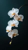 Orchid isolated on black background photo