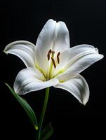 Lily isolated on black background photo
