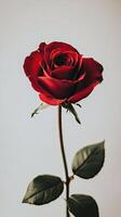 Rose isolated on white background photo