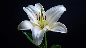Lily isolated on black background photo