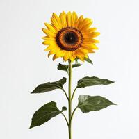 Sunflower isolated on white background photo