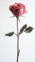 Rose isolated on white background photo