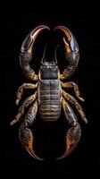 Scorpion isolated on black background photo