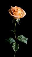 Rose isolated on black background photo