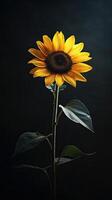 Sunflower isolated on black background photo